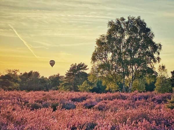 Een prachtig zicht tijdens de ballonvaart over de Kalmthoutse Heide, die mooi paars kleurde van het heidekruid.