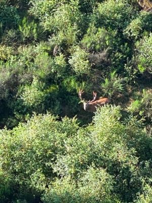 Hoe geweldig is dit een Edelhert vanuit onze luchtballon, gespot tijdens een vlucht vanuit Houffalize.